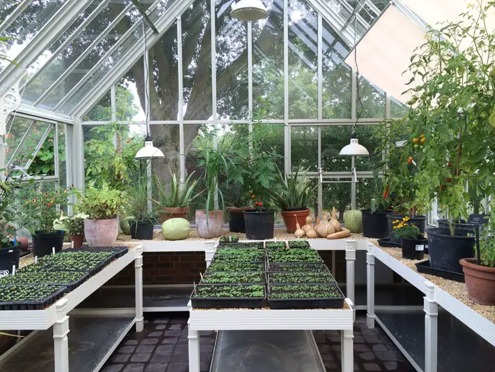 How a Greenhouse Can Extend the Growing Season Through Winter light