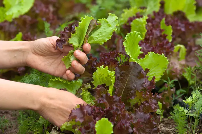 How a Greenhouse Can Extend the Growing Season Through Winter salad