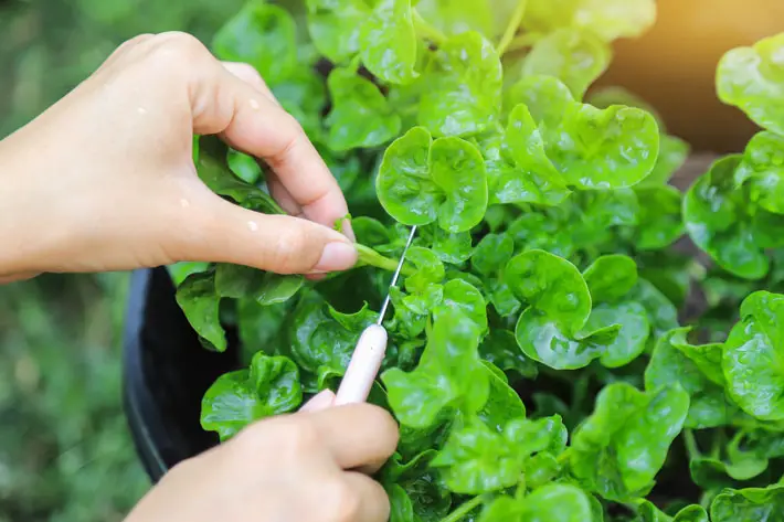 How a Greenhouse Can Extend the Growing Season Through Winter watercress