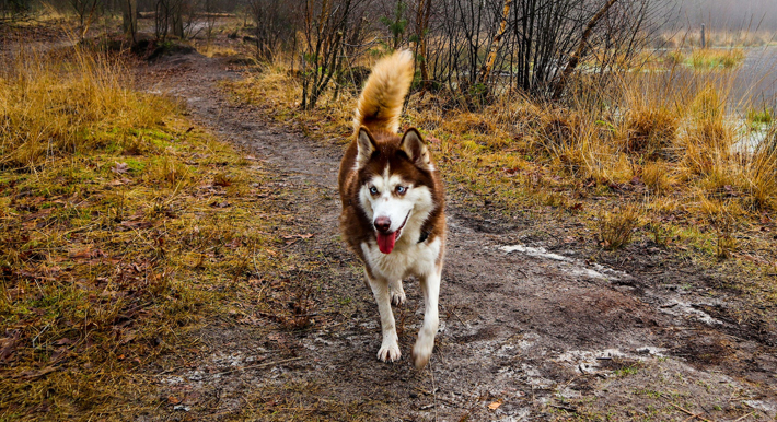 How to Choose the Right Dog Breed to Match Your Lifestyle huskie