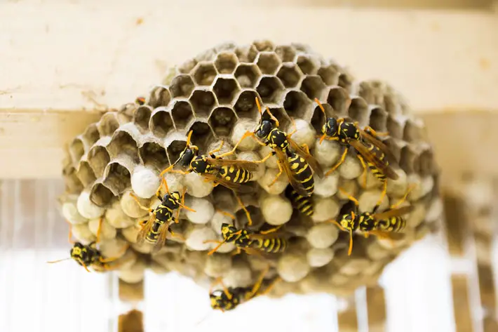 How to Deal With Wasps Around Your Home nest
