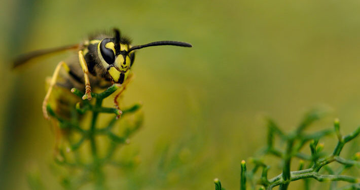 How to Deal With Wasps Around Your Home main