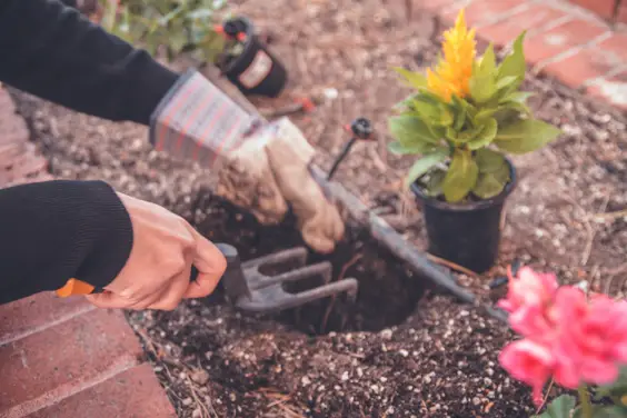 How to Get Your Garden Ready for Summer gardening