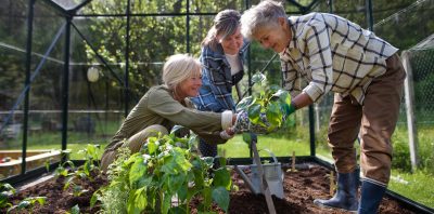 How to Pick the Best Flowers for a Greenhouse