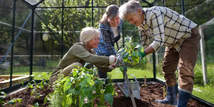 How to Pick the Best Flowers for a Greenhouse