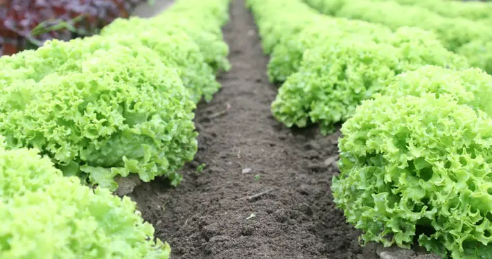 How to Set Up a Vegetable Garden at Home lettuce