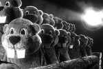 Hundreds Of Beavers Film Review