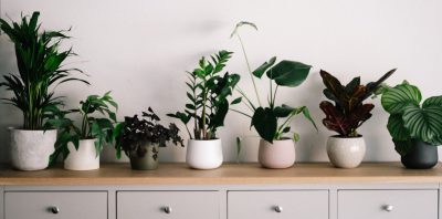 Indoor Gardening A Beginners Guide to Plant Care