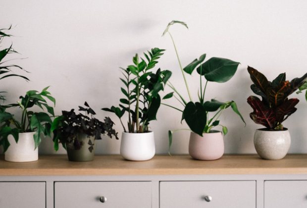 Indoor Gardening A Beginners Guide to Plant Care