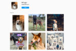 Instagram Hashtags for Dogs