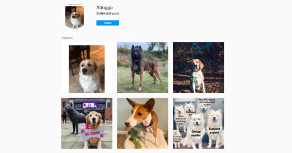 Instagram Hashtags for Dogs — to make your pet account popular in 20 posts