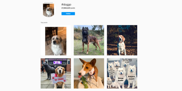 Instagram Hashtags for Dogs