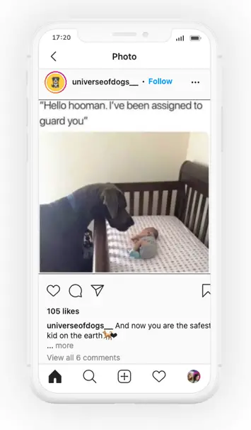 Instagram Hashtags for Dogs post