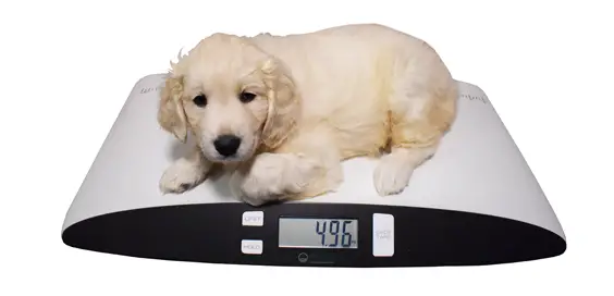 Is Your Pet Putting On The Pounds main