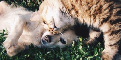 Keep Your Pets Fit And Healthy With These Top Tips
