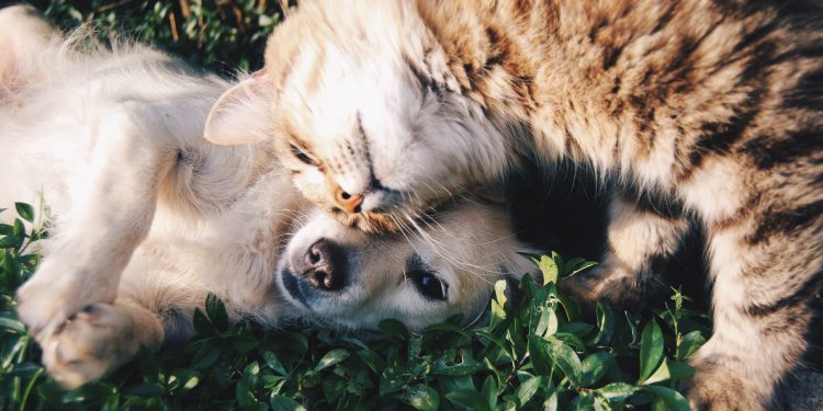 Keep Your Pets Fit And Healthy With These Top Tips