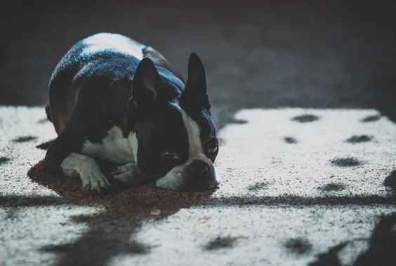 Keeping Your Pet Safe This Summer shade