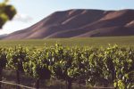 Lanzarote Wines And Wine Tourism