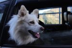 Most Important Information About Dog Car Seats