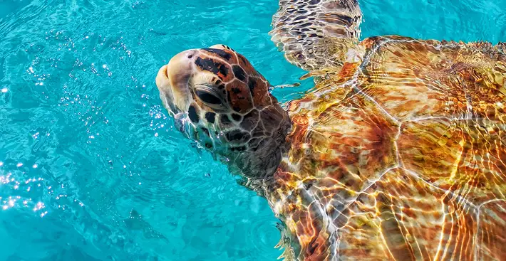 O2 Beach Club and Spa, Barbados – Review turtle