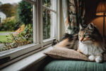 Practical Home Comfort Tips for Yorkshire Pets All Year Round (2)
