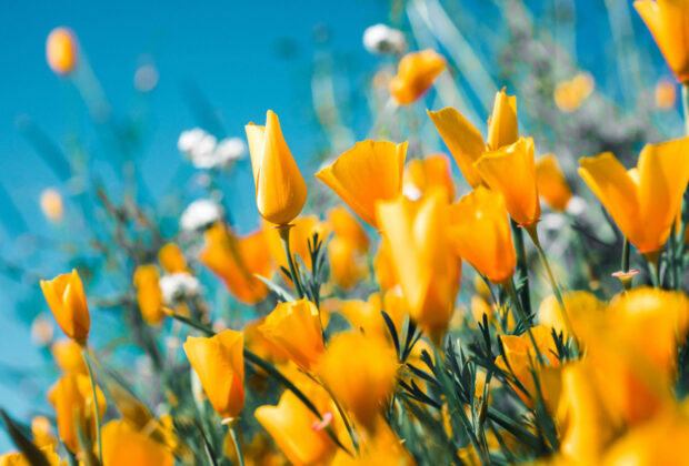 Rejuvenating Your Garden and Exterior