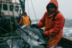 Return of Tuna Offers a Boost to Yorkshire’s Angling Community