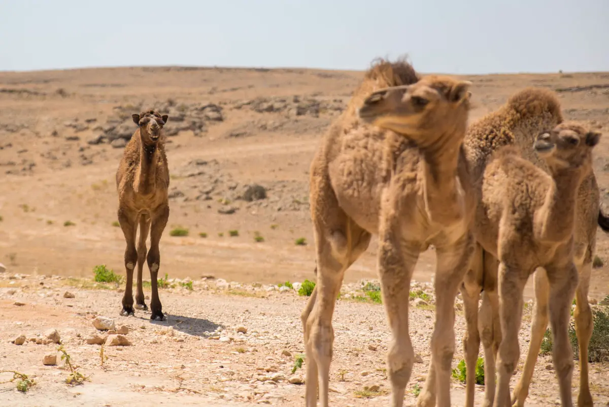 Salalah, Oman The Home of Frankincense – Travel Review (6)