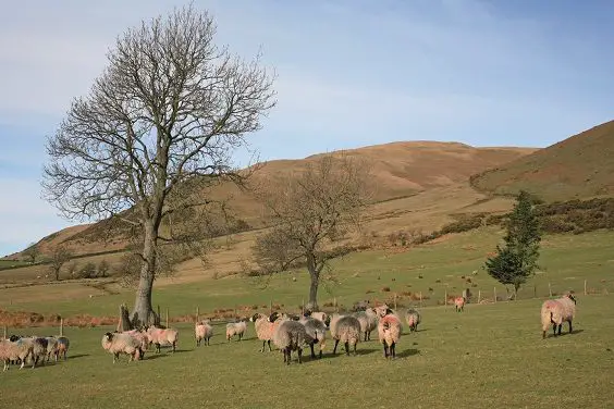 Sedbergh and River Rawthey walk yorkshire dales sheep