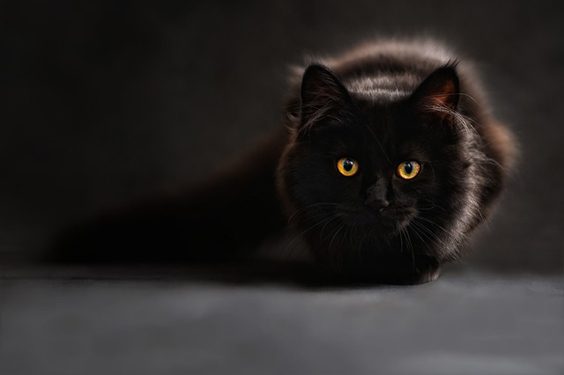 Seven Things to Consider Before Rescuing a Cat black