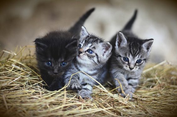 Seven Things to Consider Before Rescuing a Cat pair