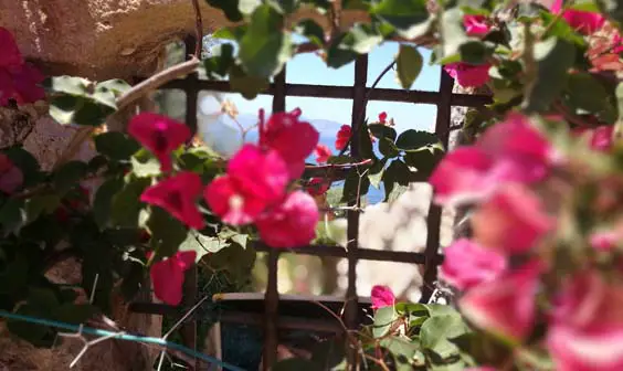 Tentuta Macconi Organic Farming the Sicilian Way flowers