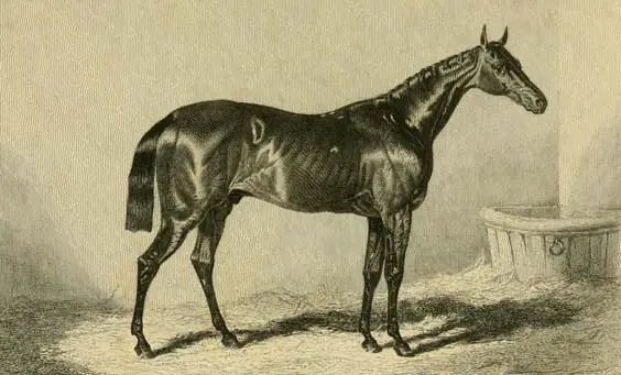 The First Dead Heat at Doncaster St Leger Charles XII in his stable by John Frederick Herring. Engraving from The pictorial gallery of English race horses by George Tattersall, 1850.