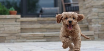 Things You Need To Do Before You Bring A New Puppy Home main
