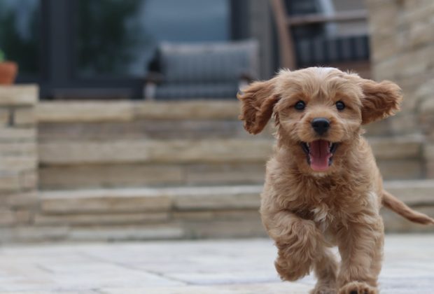 Things You Need To Do Before You Bring A New Puppy Home main