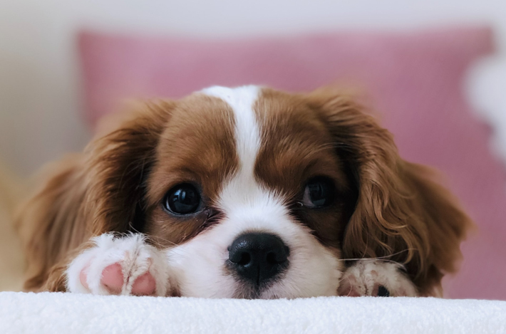 Things You Need To Do Before You Bring A New Puppy Home