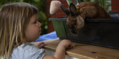 Things to Consider Before Adopting a Pet Rabbit main