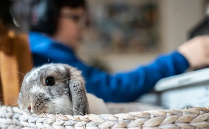 Things to Consider Before Adopting a Pet Rabbit