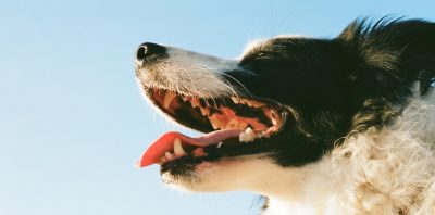 Top Dental Tips Let Your Pets' Teeth Shine main