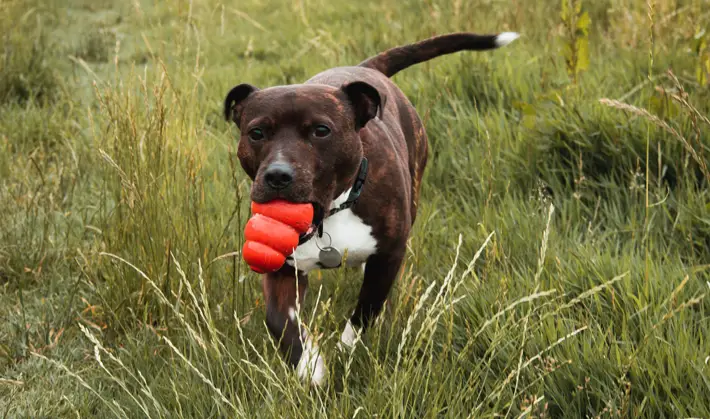 Top Dental Tips Let Your Pets' Teeth Shine