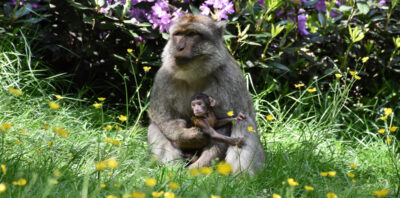 Trentham Monkey Forest, Stoke-on-Trent Review main