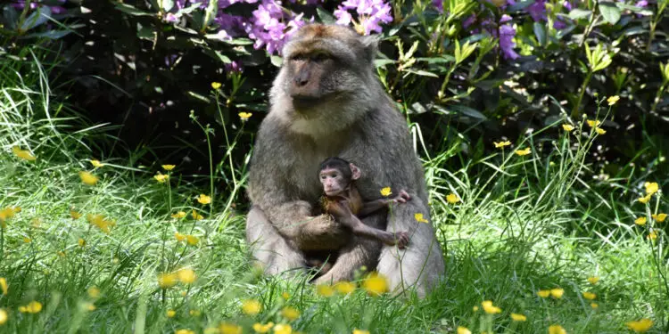 Trentham Monkey Forest, Stoke-on-Trent Review main