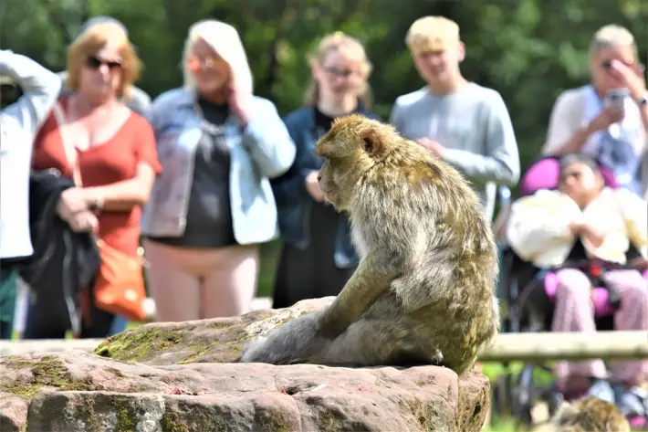 Trentham Monkey Forest, Stoke-on-Trent Review main people