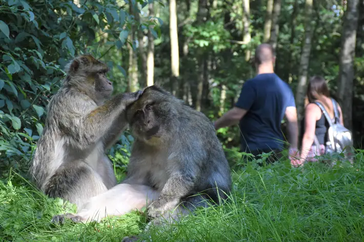 Trentham Monkey Forest, Stoke-on-Trent Review travel