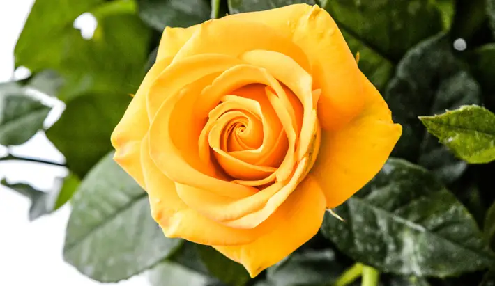 Types of Yellow Flowers and Their Meanings rose