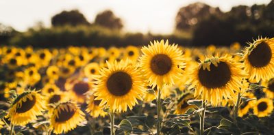 Types of Yellow Flowers and Their Meanings sunflower