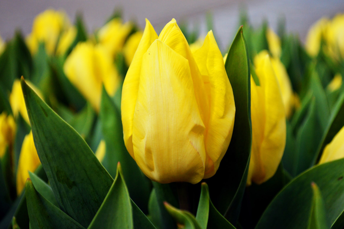Types of Yellow Flowers and Their Meanings tulip