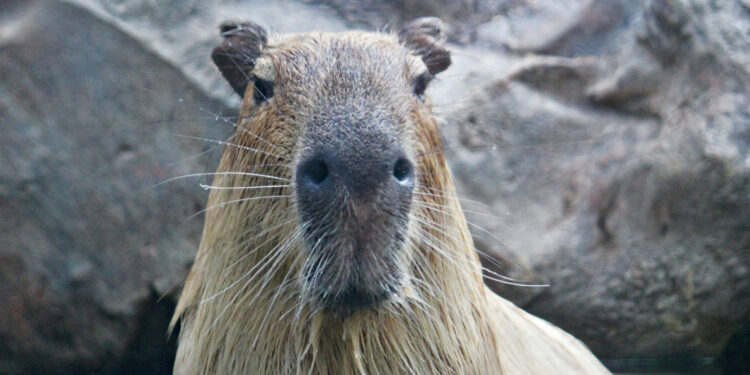 Unusual Pets – and Where to Find Them capybara