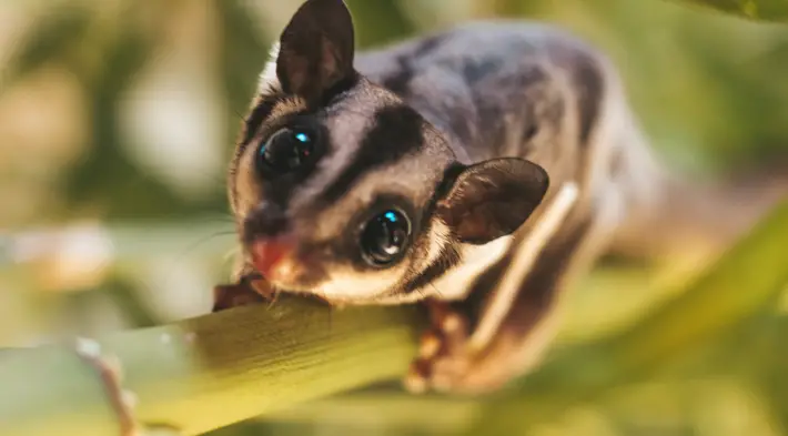 Unusual Pets – and Where to Find Them sugar glider