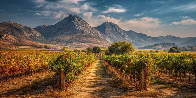 Valencia Reborn Ancient Amphorae and the Future of Spanish Wine (4)